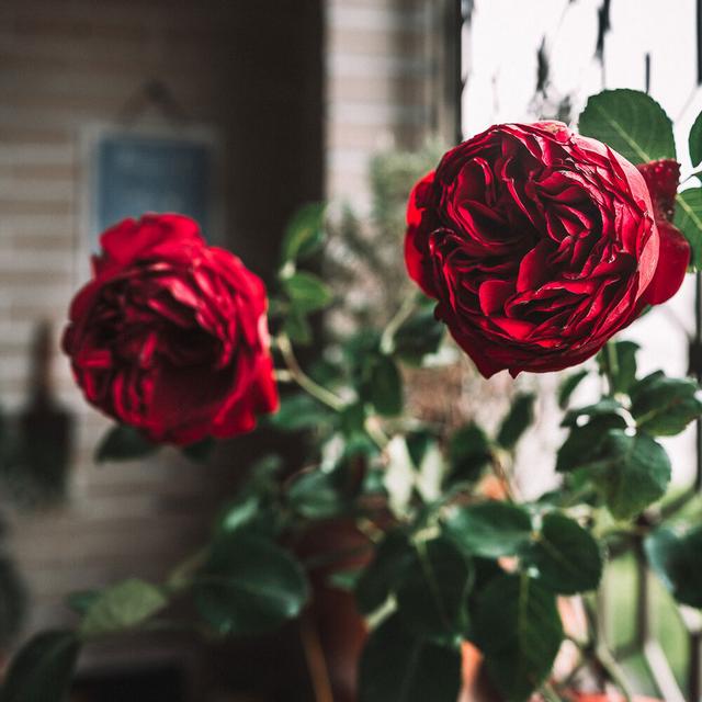 粉色龙沙宝石月季，粉色龙沙宝石和什么月季搭配好看（粉色的龙沙宝石复花了）