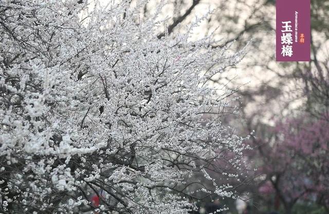 什么梅花品种好，梅花哪个品种比较好看
