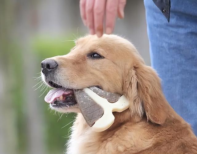 金毛的寿命一般是多久，金毛狗寿命一般在多少年左右