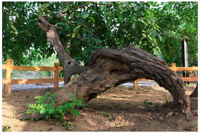 1855年前的黄河故道，黄河故道上残留下2万棵