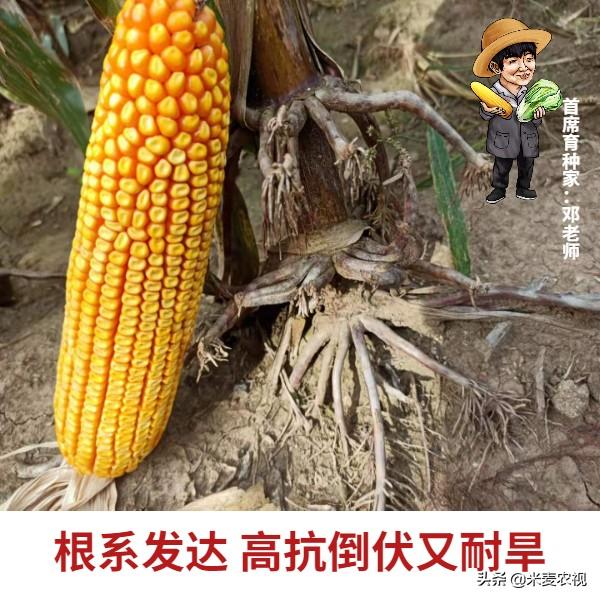 农民朋友种了多增收入，农民种什么能致富