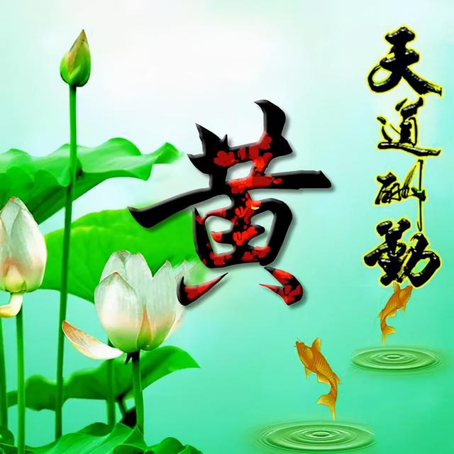 荷花头像图片大全，荷花头像高清图