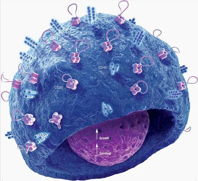 菠萝蛋白酶的作用，为什么吃菠萝嘴发麻（菠萝蛋白酶对身体有什么作用）