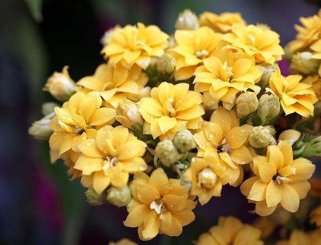 花开富贵是什么花，代表富贵和幸福的花（“有灵气”的2种花）