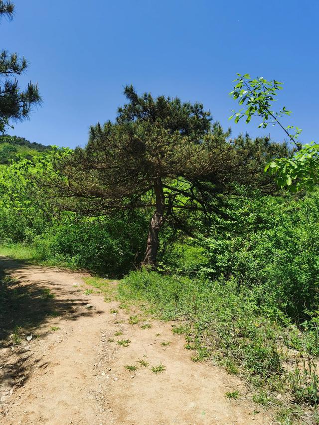 大王叫我来巡山舞蹈，大王叫我来巡山