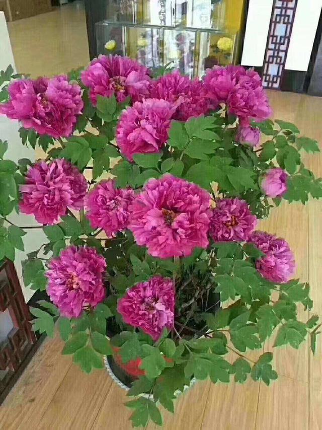 家里多养花的6大好处，10个养花好处