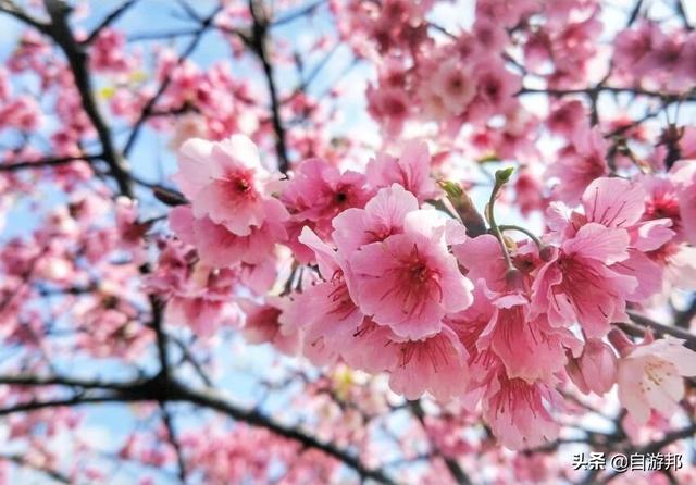 日本赏樱花著名景点，这些赏樱地等你打卡