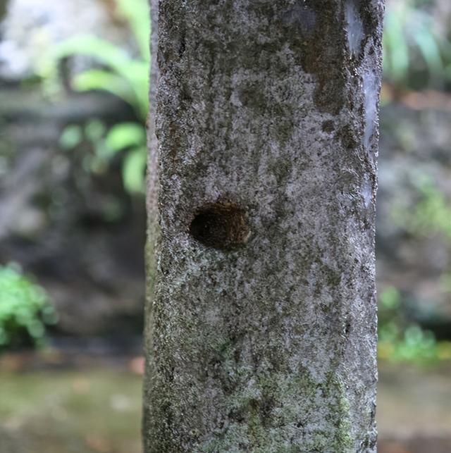 全国六大古塔，塔韵九江古塔一览