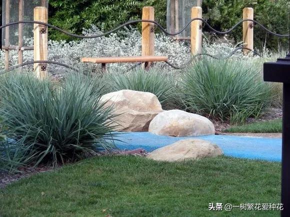 适合庭院养的草花，25种观赏草观叶赏花