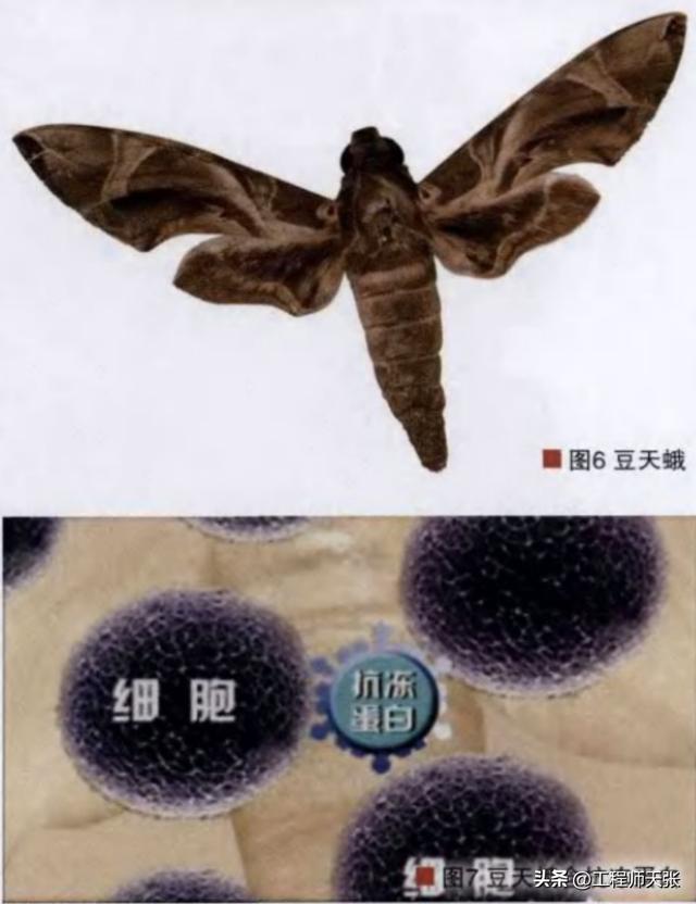 人体冷冻后解冻能复活吗，我国两女士尝试人体冷冻存储