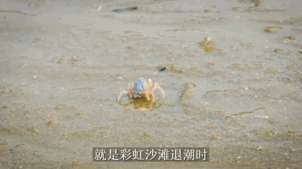 厦门赶海最全攻略，感受花式赶海的快乐