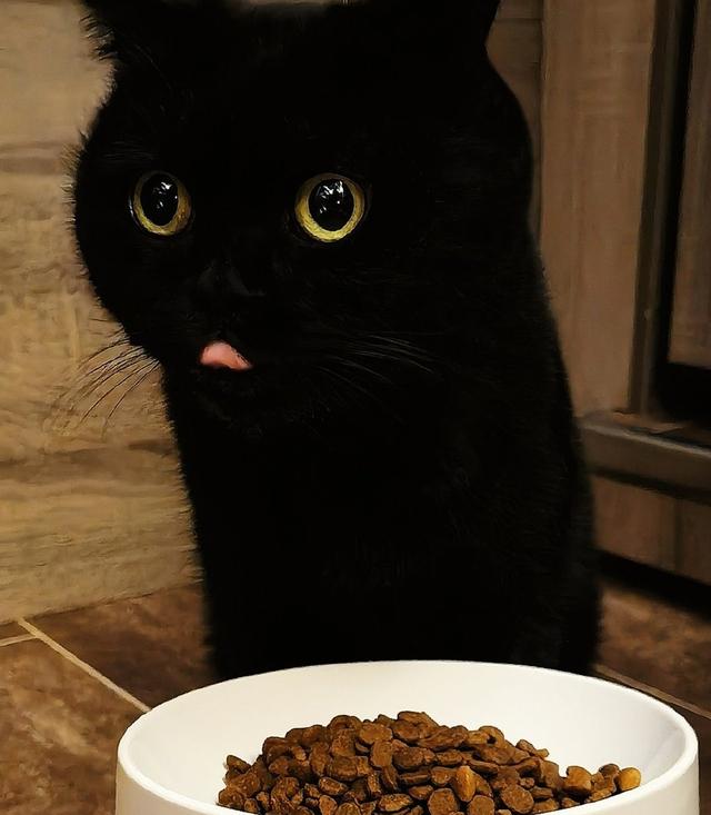 英短蓝猫容易生什么病，蓝猫“遗弃率高”不是没有道理