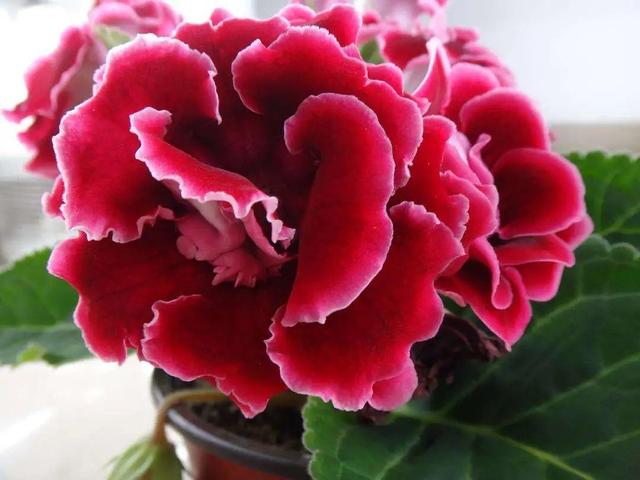 什么花好看又好养，开花好看又好养的花卉（种一盆好看又好养）