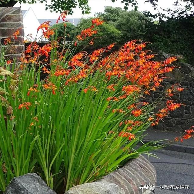 适合庭院养的草花，25种观赏草观叶赏花