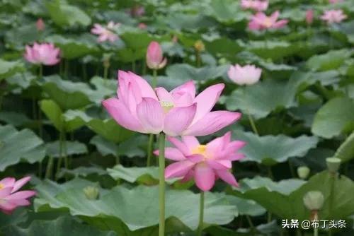 荷花诗词诗句，咏荷花诗词十四首