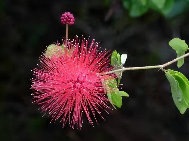 奇花异草160种，25种奇花异草第1集