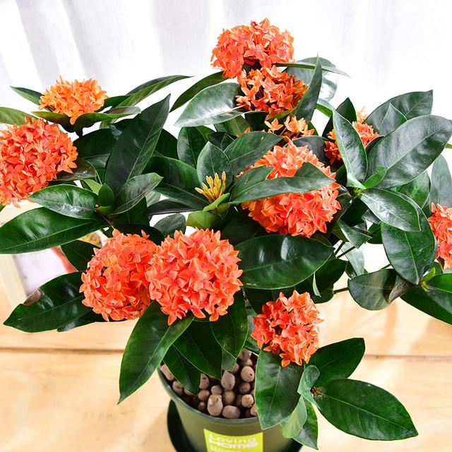 春节花卉品种大全大图，春节遇花期，五彩斑斓过新年