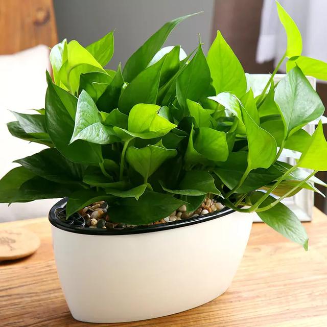 花卉图片及名称大全，常见绿植花卉及名称大全（100种常见花图鉴）
