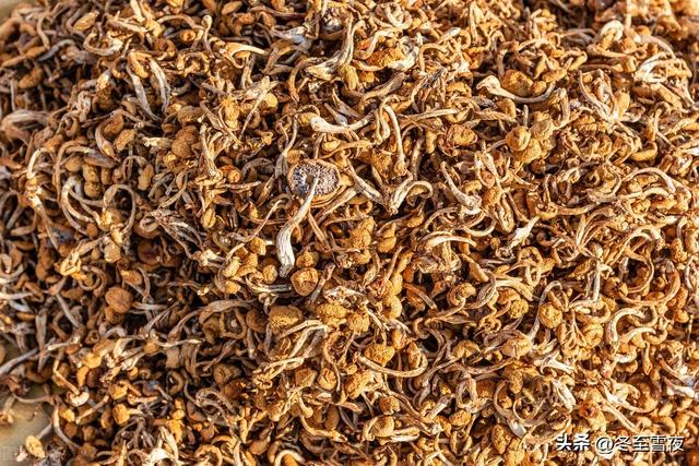 五种美味的野生蘑菇，这第1种被称为菌中之王