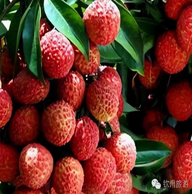 广东灵山荔枝采摘，灵山荔枝已成熟