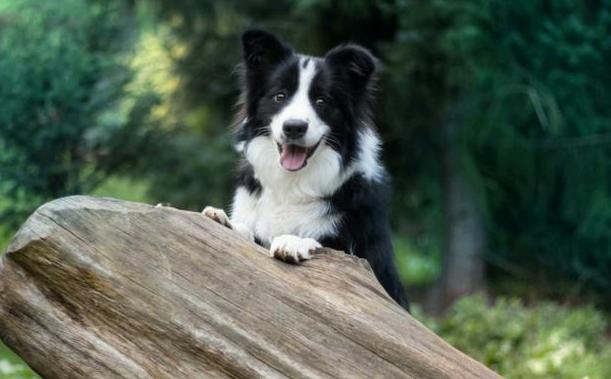 边境牧羊犬智商，边境牧羊犬能有多聪明（智力排行第一的边牧、德牧）