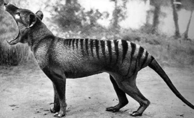 已灭绝的古巨龟，地球生物是不是在