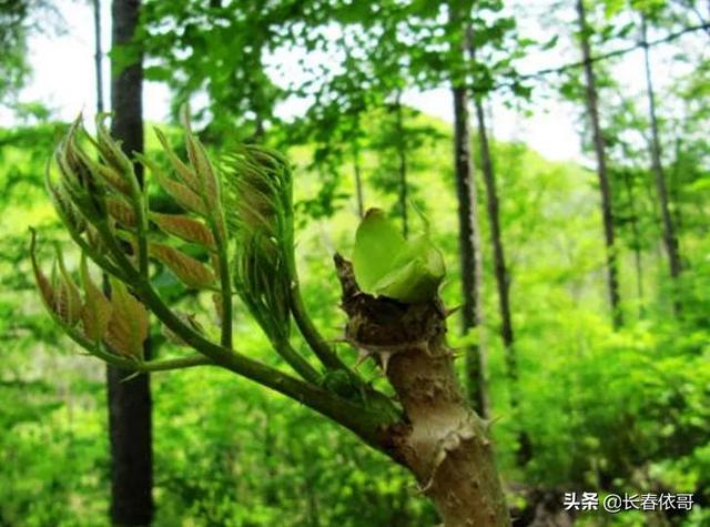 苦老芽的功效和作用，东北山野菜苦老芽