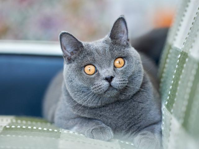 猫咪智商排名前十名是什么猫，智商排名前十的猫咪排行榜