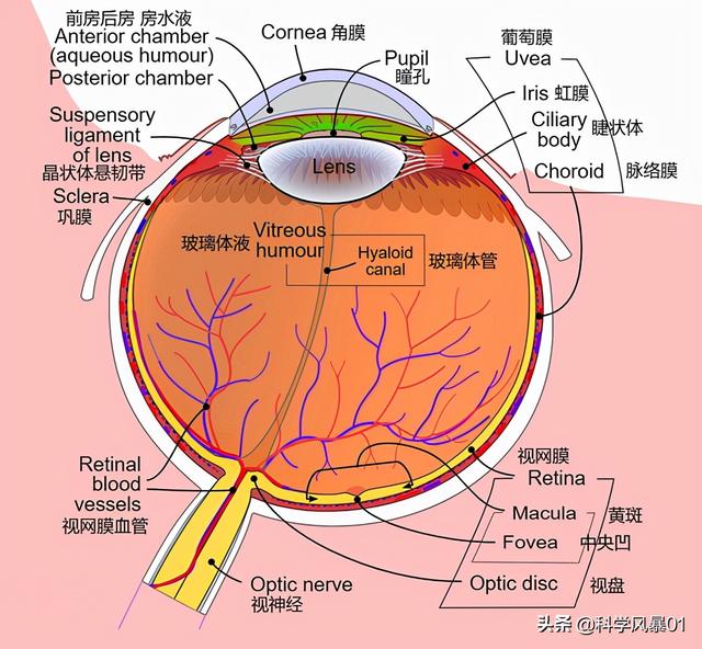 人类眼睛放大后是什么样子，人眼像素高达5.76亿