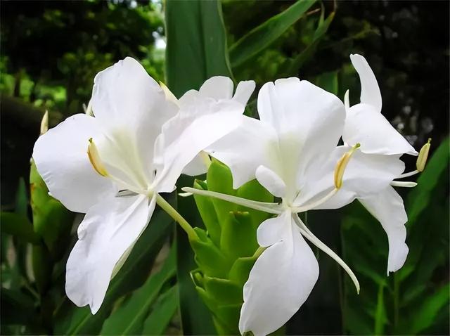 花卉图片及名称大全，常见绿植花卉及名称大全（100种常见花图鉴）