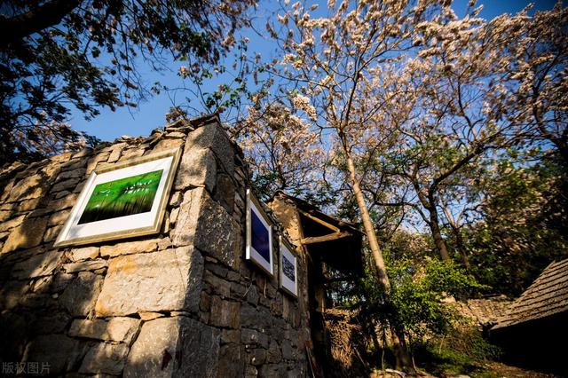 门前栽什么树最好，门前种什么树最旺宅（门前种上“5棵树”）