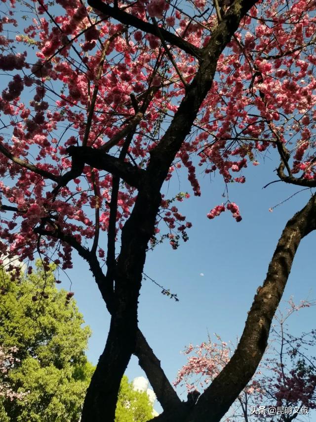 樱花昆明圆通山，在圆通街绕一圈