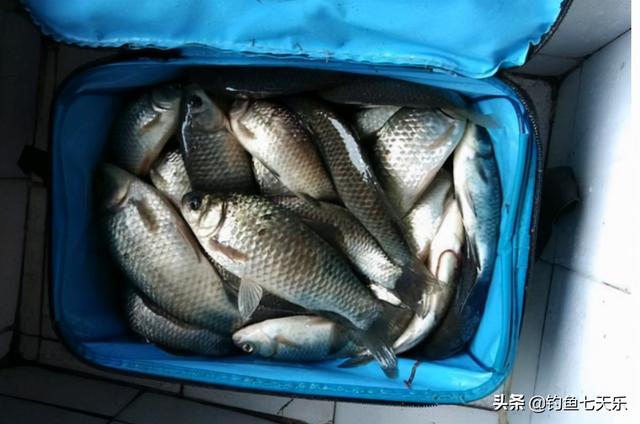 冬天野钓鲫鱼必备的四个技巧，新手冬季钓鲫鱼的最佳方法