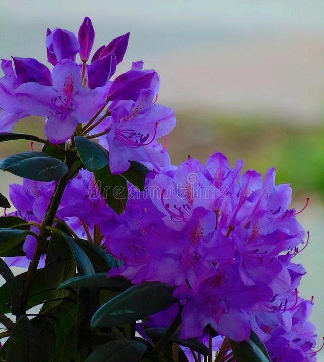 花开有期只为在最美时光里遇见你，一花一深情花如人生