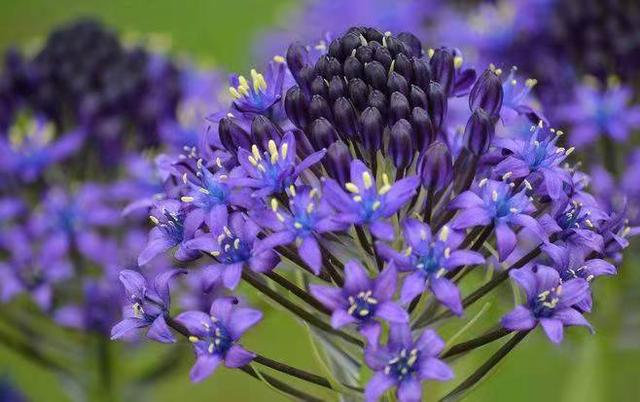 奇花异草160种，25种奇花异草第1集