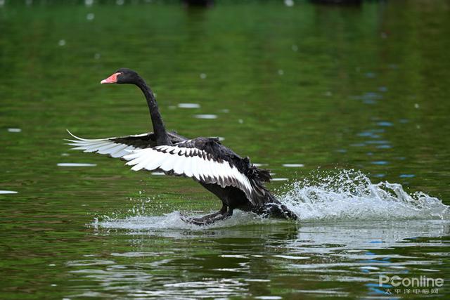 尼康微单相机推荐z9，入手旗舰全画幅相机