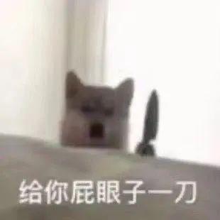 可爱小狗表情包，可爱表情包大全狗子