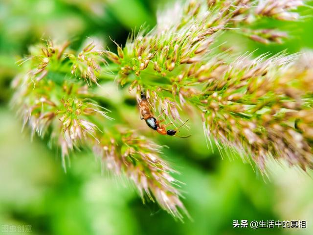 家里常见的虫子，家庭生活中常见的虫子（还有这10种家里的虫子……）