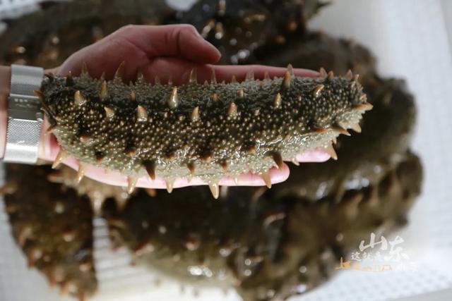 威海在哪个省哪个城市，威海属于哪个省份哪个市（中国这座海滨小城）