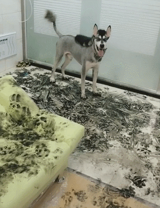 十大新手最好养的狗狗，最适合新手养的狗狗十大排行榜（最适合新手养的6种狗狗）