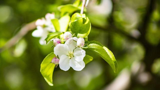 春有百花盘点常见的67种，百花名称图（清明踏青常见花种你认识多少）