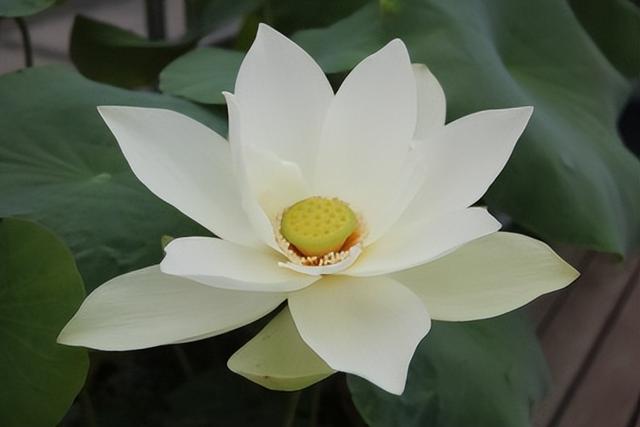 名贵荷花十大品种，最大的荷花品种排行榜