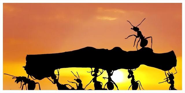 世界上最大的蚂蚁，世界上最大的蚂蚁在哪里生长（世界上最大的蚂蚁公牛蚁）