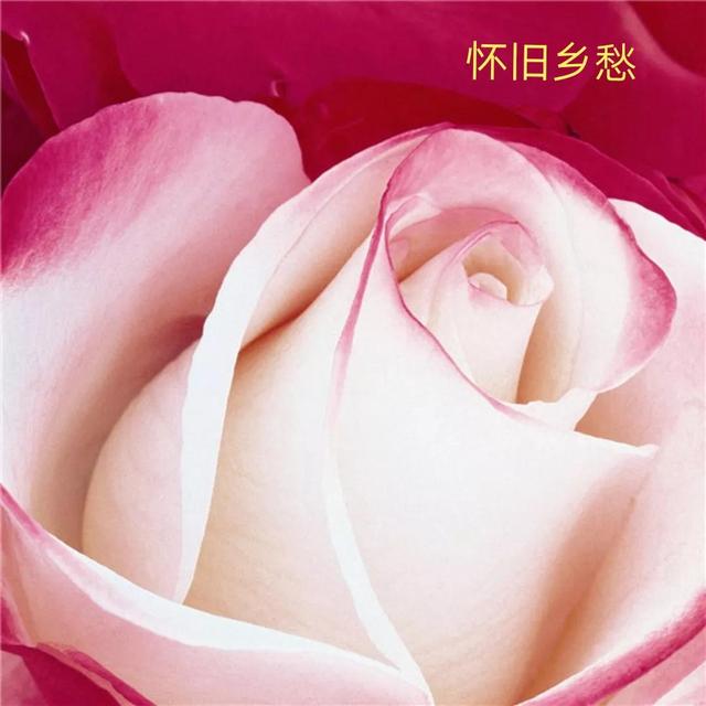 切花月季哪几个品种比较好，常见切花月季一览