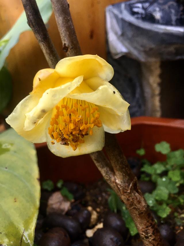 十大最贵最美兰花，绝美兰花50幅