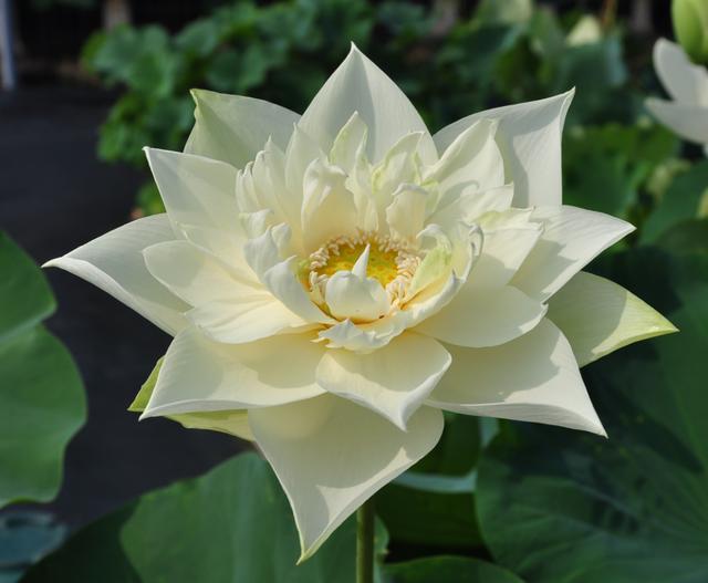 名贵荷花十大品种，最大的荷花品种排行榜