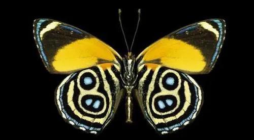 世界八大名贵蝴蝶，世界十大名贵蝴蝶
