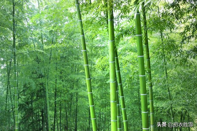 岁寒三友的诗句，岁寒三友情深的诗句（岁寒三友<现代诗>）