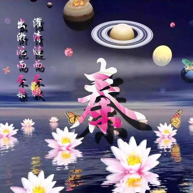 荷花头像图片大全，荷花头像高清图