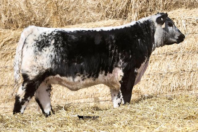 世界上所有牛的品种识别，一种英国杂交牛